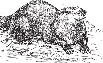 Иллюстрация к книге — Мои питомцы. С вопросами и ответами для почемучек [_49.jpg]