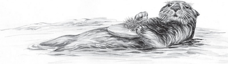 Иллюстрация к книге — Мои питомцы. С вопросами и ответами для почемучек [_50.jpg]