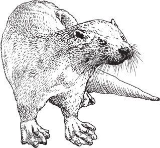 Иллюстрация к книге — Мои питомцы. С вопросами и ответами для почемучек [_55.jpg]