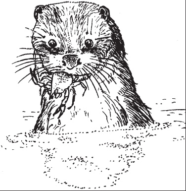 Иллюстрация к книге — Мои питомцы. С вопросами и ответами для почемучек [_56.jpg]