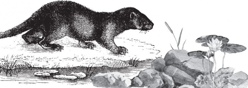 Иллюстрация к книге — Мои питомцы. С вопросами и ответами для почемучек [_57.jpg]