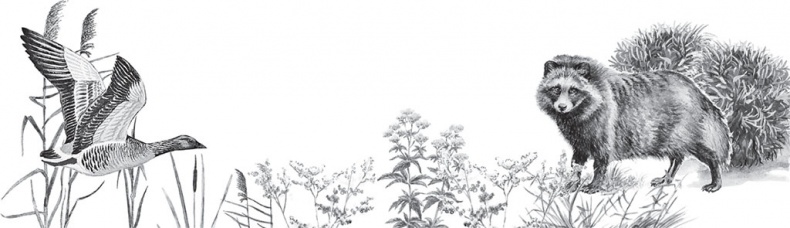 Иллюстрация к книге — Мои питомцы. С вопросами и ответами для почемучек [_61.jpg]