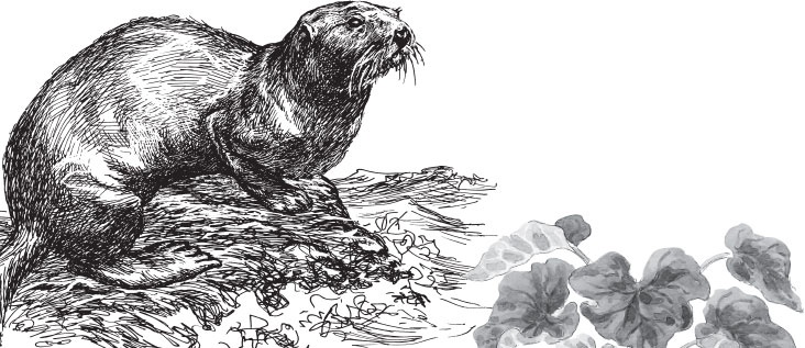 Иллюстрация к книге — Мои питомцы. С вопросами и ответами для почемучек [_62.jpg]