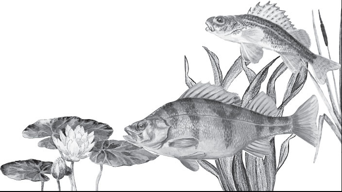 Иллюстрация к книге — Мои питомцы. С вопросами и ответами для почемучек [_64.jpg]