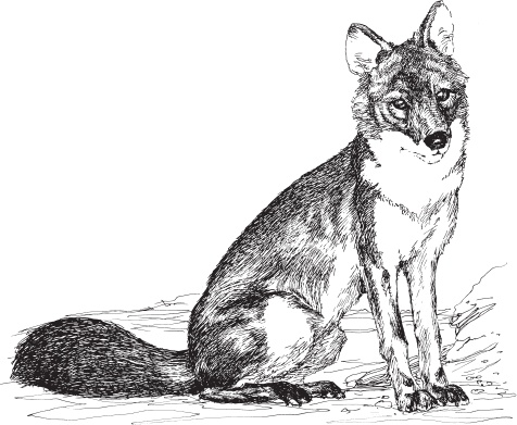 Иллюстрация к книге — Мои питомцы. С вопросами и ответами для почемучек [_67.jpg]