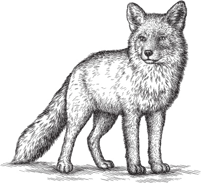 Иллюстрация к книге — Мои питомцы. С вопросами и ответами для почемучек [_68.jpg]