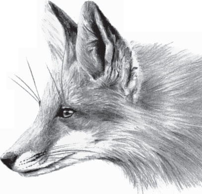 Иллюстрация к книге — Мои питомцы. С вопросами и ответами для почемучек [_69.jpg]