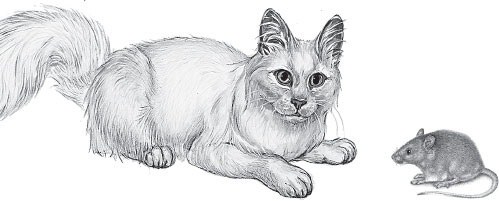 Иллюстрация к книге — Мои питомцы. С вопросами и ответами для почемучек [_76.jpg]