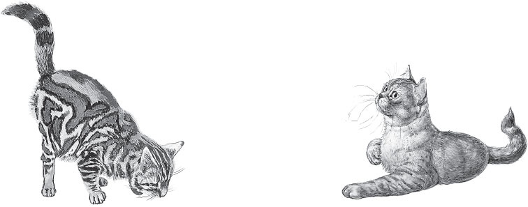 Иллюстрация к книге — Мои питомцы. С вопросами и ответами для почемучек [_78.jpg]