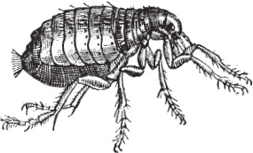 Иллюстрация к книге — Мои питомцы. С вопросами и ответами для почемучек [_8.jpg]