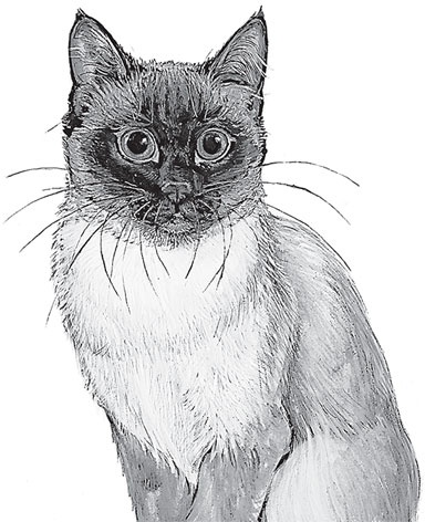 Иллюстрация к книге — Мои питомцы. С вопросами и ответами для почемучек [_81.jpg]