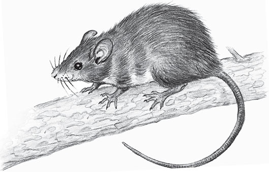 Иллюстрация к книге — Мои питомцы. С вопросами и ответами для почемучек [_83.jpg]