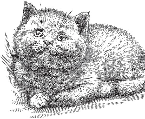 Иллюстрация к книге — Мои питомцы. С вопросами и ответами для почемучек [_84.jpg]