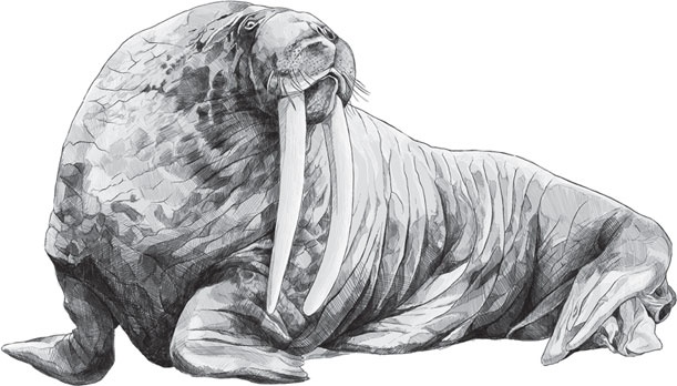 Иллюстрация к книге — Мои питомцы. С вопросами и ответами для почемучек [_85.jpg]