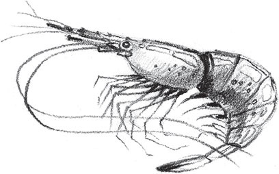 Иллюстрация к книге — Мои питомцы. С вопросами и ответами для почемучек [_86.jpg]