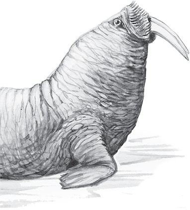 Иллюстрация к книге — Мои питомцы. С вопросами и ответами для почемучек [_87.jpg]