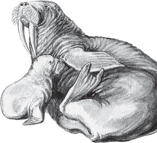 Иллюстрация к книге — Мои питомцы. С вопросами и ответами для почемучек [_88.jpg]