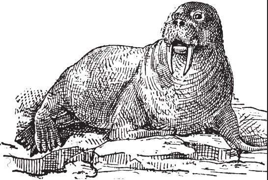 Иллюстрация к книге — Мои питомцы. С вопросами и ответами для почемучек [_91.jpg]