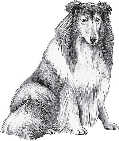 Иллюстрация к книге — Мои питомцы. С вопросами и ответами для почемучек [_93.jpg]