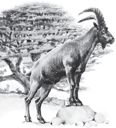 Иллюстрация к книге — Мои питомцы. С вопросами и ответами для почемучек [_96.jpg]