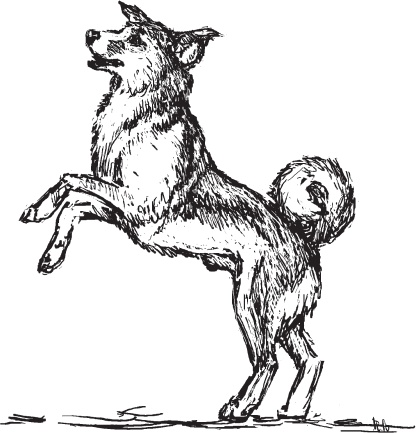 Иллюстрация к книге — Мои питомцы. С вопросами и ответами для почемучек [_99.jpg]