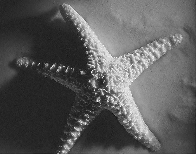 Иллюстрация к книге — 100 великих загадок природы [i_029.jpg]