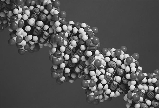 Иллюстрация к книге — 100 великих загадок природы [i_035.jpg]