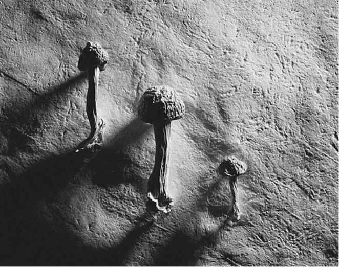 Иллюстрация к книге — 100 великих загадок природы [i_036.jpg]