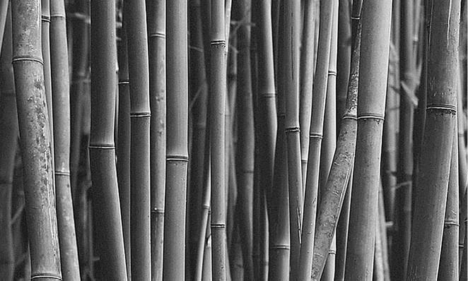 Иллюстрация к книге — 100 великих загадок природы [i_037.jpg]