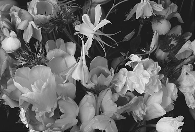 Иллюстрация к книге — 100 великих загадок природы [i_042.jpg]