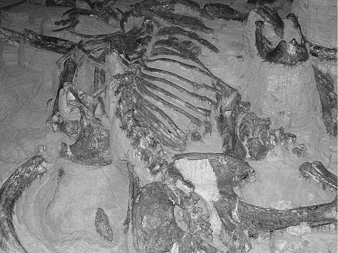 Иллюстрация к книге — 100 великих загадок природы [i_047.jpg]