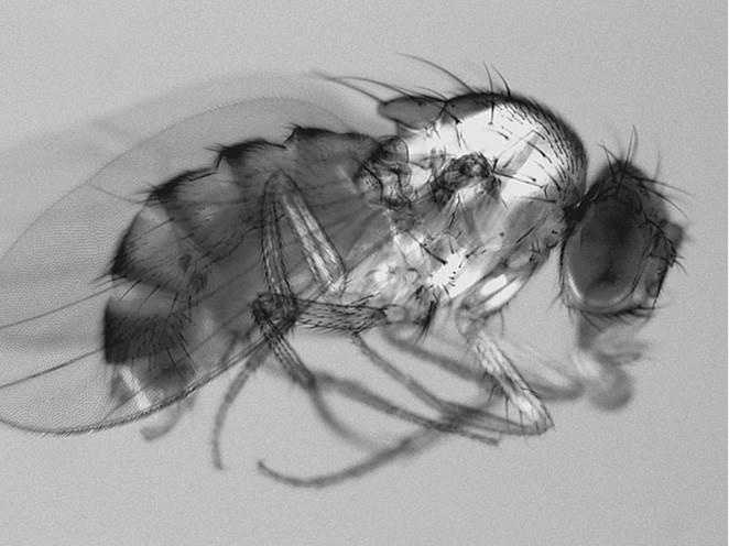 Иллюстрация к книге — 100 великих загадок природы [i_052.jpg]