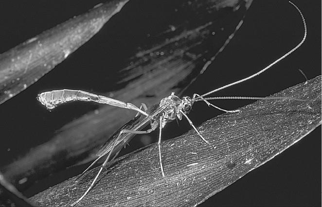 Иллюстрация к книге — 100 великих загадок природы [i_055.jpg]