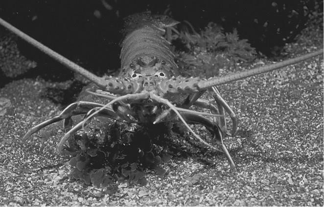 Иллюстрация к книге — 100 великих загадок природы [i_058.jpg]