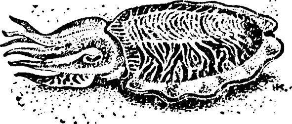 Иллюстрация к книге — 100 великих загадок природы [i_059.jpg]