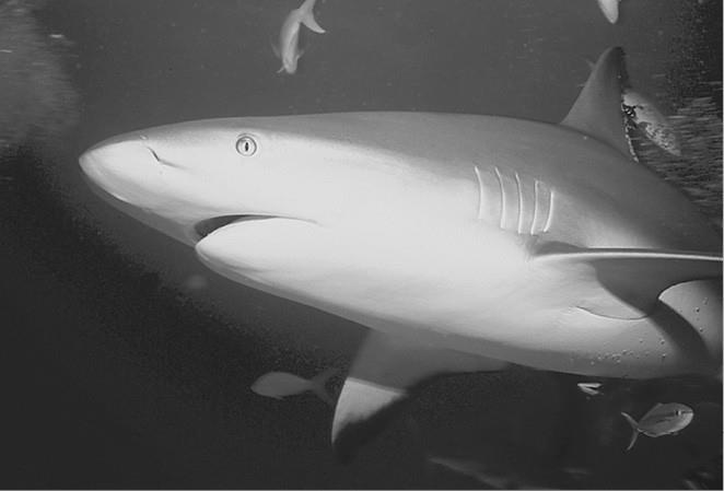 Иллюстрация к книге — 100 великих загадок природы [i_060.jpg]