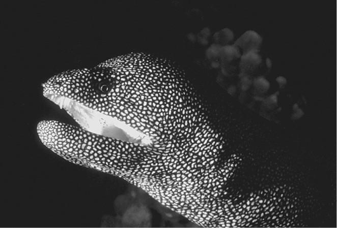 Иллюстрация к книге — 100 великих загадок природы [i_062.jpg]