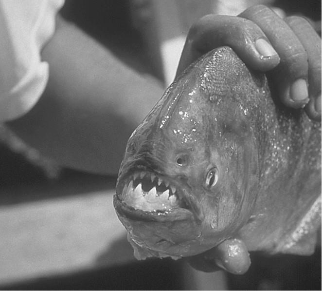 Иллюстрация к книге — 100 великих загадок природы [i_063.jpg]