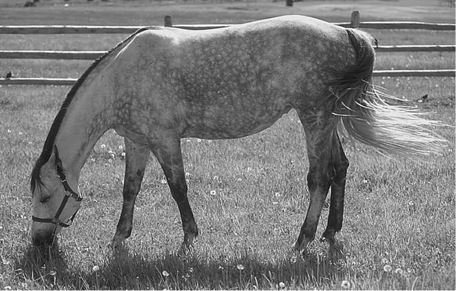 Иллюстрация к книге — 100 великих загадок природы [i_067.jpg]