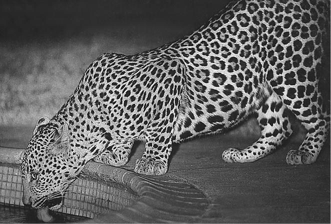 Иллюстрация к книге — 100 великих загадок природы [i_068.jpg]