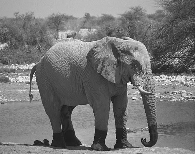 Иллюстрация к книге — 100 великих загадок природы [i_070.jpg]