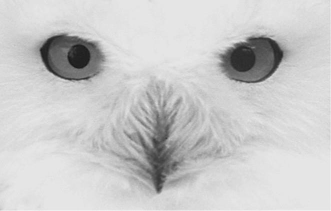 Иллюстрация к книге — 100 великих загадок природы [i_072.jpg]