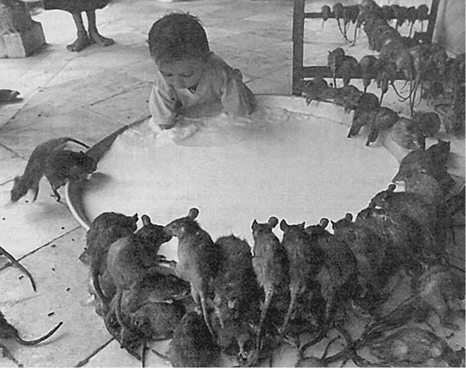 Иллюстрация к книге — 100 великих загадок природы [i_074.jpg]