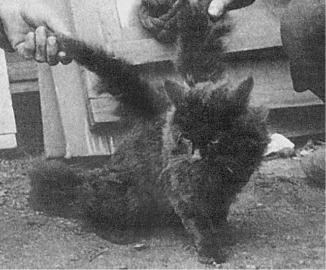 Иллюстрация к книге — 100 великих загадок природы [i_076.jpg]