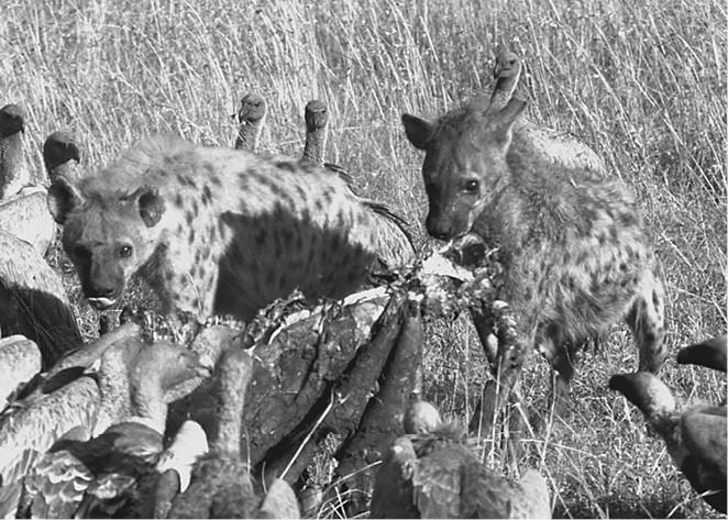 Иллюстрация к книге — 100 великих загадок природы [i_079.jpg]