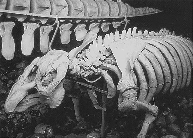 Иллюстрация к книге — 100 великих загадок природы [i_091.jpg]