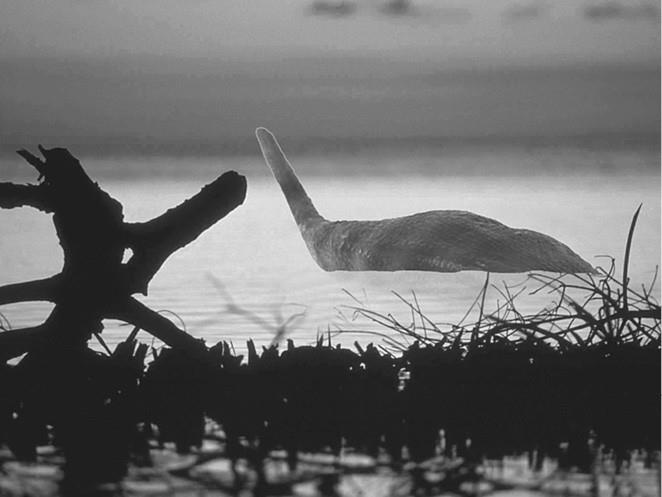 Иллюстрация к книге — 100 великих загадок природы [i_096.jpg]