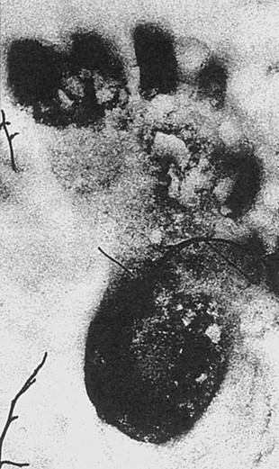 Иллюстрация к книге — 100 великих загадок природы [i_097.jpg]