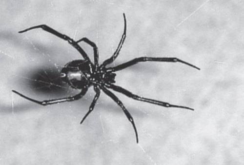 Иллюстрация к книге — 100 великих авантюристов [i_094.jpg]