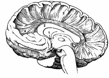 Иллюстрация к книге — Нейропсихологический анализ патологии мозолистого тела [i_001.jpg]